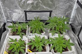 Exploring the World of Cannabis Seeds Alaska 0 Exploring the World of Cannabis Seeds Alaska 0